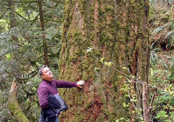 A forest visitor admires an old growth forest on the Mt. Hood National Forest. (U.S. Forest Service photo)