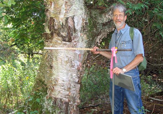 Paul Rutledge provides scale by standing near a large Yellow Birch found on the Trapp Farm Nature Preserve Wetland Reserve Program project. (NRCS photo/Kathy Ryan)