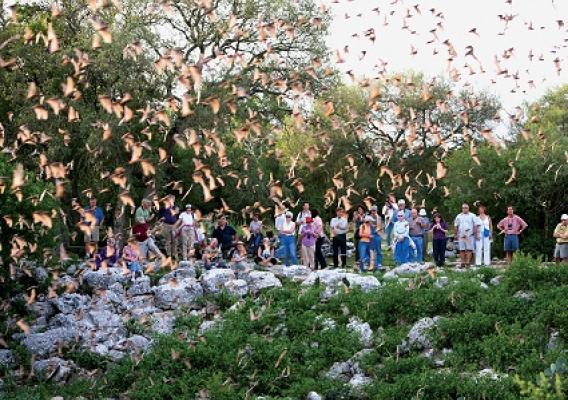 Visitors gather at Bracken Cave near San Antonio, Texas, to experience the nightly flight of millions of Mexican free-tailed bats. A public education webinar is set for Sept. 18.  Registration is free. Photo courtesy of:  Bat Conservation International 