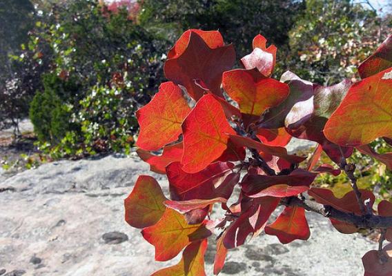 Here’s a leaf you may find on your adventure. This beautiful collection of leaves on the branch of a blackjack oak (Quercus marilandica) shows how the red coloration is revealed as the sugars of the green chlorophyll is absorbed into the tree as it prepares for the cold of winter. Photo courtesy: Larry Stritch