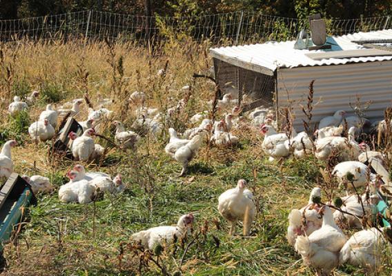 The free range meat chickens stay in their shelters to protect them from predators.  Electric netting in combination with the dogs protects them.  A drip line on each shelter allows for a garden hose to be connected in order to supply fresh water for the chickens in their shelter.