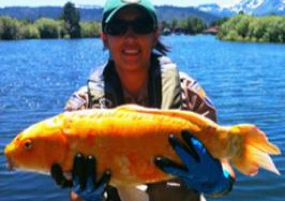 Brianne O’Rourke, with the California Department of Fish and Wildlife, holds a large goldfish found in the Tahoe Keys of Lake Tahoe. (Photo courtesy of the California Department of Fish and Wildlife)