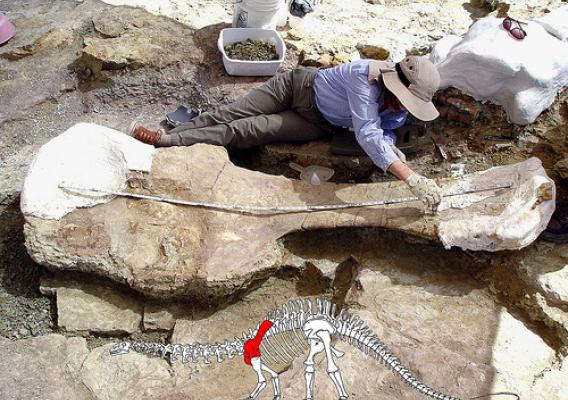 Passport in Time volunteer Frances Mayse measures a nearly eight-foot-long shoulder blade of an Apatosaurus near the Last Chance quarry in May 2008. The graphic inset shows the location of the bone on the Apatosaurus. (U.S. Forest Service photo)