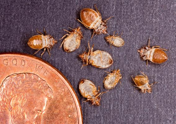 The penny in this photo provides a sense of scale to the size of bed bug skins collected for analysis by ARS scientists in Beltsville, Maryland.