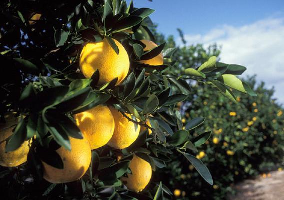 Washington navel oranges growing in a Florida citrus grove.  Photo courtesy of ARS.