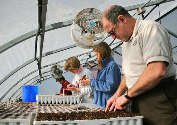 Volunteers help harvest native seedlings at the Hiawatha National Forest greenhouse in Marquette, Mich. U.S. Forest Service photo.