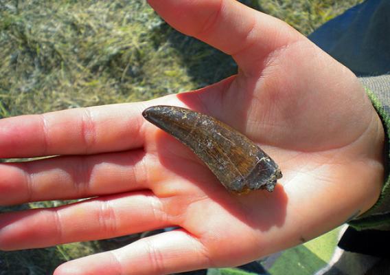A Tyrannosaurus Rex tooth found by Barb Beasley during a 2012 Passport in Time excavation in the Late Cretaceous Hell Creek Formation on the Custer National Forest in South Dakota on June 22, 2012. Unlike mammals that only possess two sets of teeth during their lifetime, dinosaurs replaced worn teeth by shedding them continuously throughout their lives. A single Tyrannosaurus may have shed hundreds or even thousands of teeth during its lifetime. U.S. Forest Service photo by Rhonda Fore.
