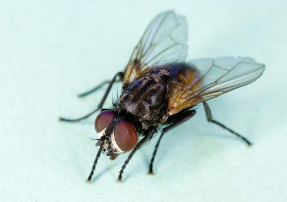 Common house fly, Musca domestica."