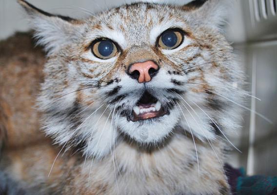 Chips the bobcat growled at the camera, as a wild bobcat should, shortly before being transported to her release site in Humboldt County (Photo courtesy Robert Campbell, volunteer and rehabilitation worker, Sierra Wildlife Rescue)
