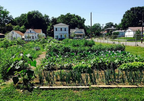 Community gardens like this one in Louisville, KY, bring neighbors together to produce fresh fruits and vegetables in areas that usually have no access to fresh produce. NRCS photo.