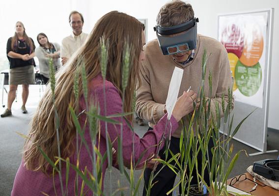 Bill Gates learns to pollinate wheat from Cornell University assistant professor Jessica Rutkoski, while ARS geneticist Edward Buckler looks on. Photo credit: Robert Barker, Cornell University.