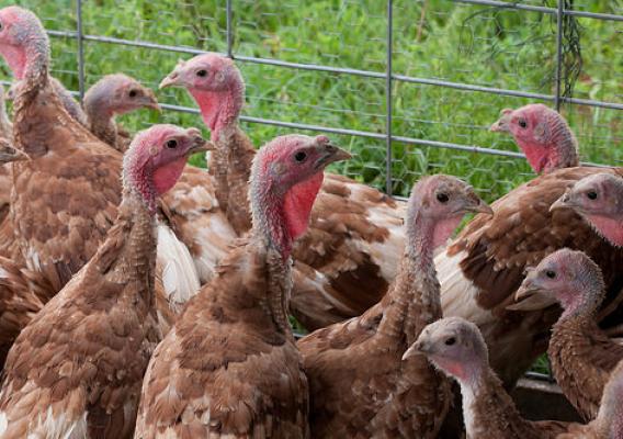 On average, these polts will take 4 to 5 months to make weight.  It takes a lot of natural resources, energy, labor, and love to raise the estimated 46 million turkeys that will be consumed this Thanksgiving.  Show your appreciation by making sure you waste as little food as possible. Photo courtesy of USDA.