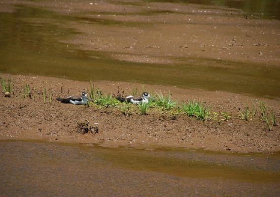 Invertebrates are an important food source for native waterbirds, including endangered ae‘o (Hawaiian Stilt, Himantopus mexicanus knudseni) chicks. (U.S. Forest Service/Rich MacKenzie)