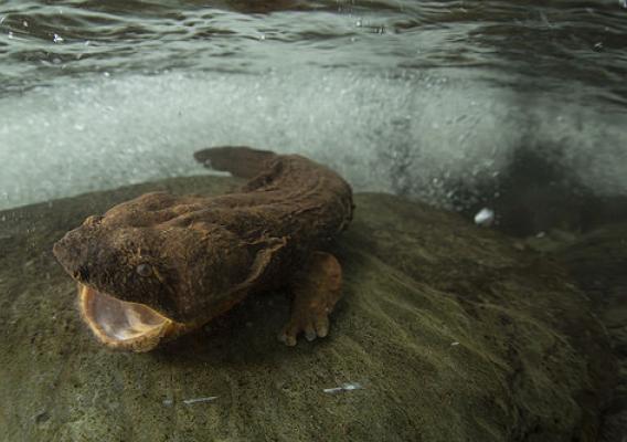 The Eastern hellbender is the largest salamander in North America, reaching lengths of up to 24 inches.  Hellbenders need clean streams with high water quality and silt-free streambeds to find their prey and avoid predators.  (Copyright photo courtesy Freshwaters Illustrated/Dave Herasimtschuk)