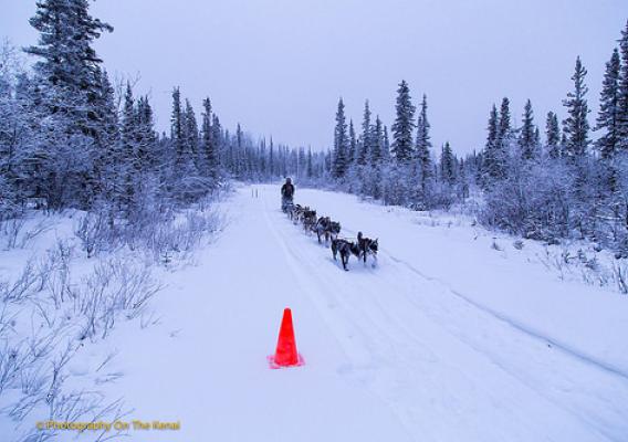 Musher Heidi Sutter and dog sled team approach the Sourdough checkpoint for a mandatory rest period during the Copper Basin 300 dog sled race.  Federal agency land management volunteers met in Glenallen, population less than 500, to lend support for event success. (Photo courtesy of Photography on the Kenai/Robert Parsons)