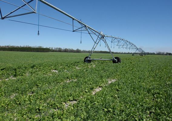 A center-pivot irrigation system uses low pressure-high uniformity to water a cover crop mix that includes Daikon Radish on Mitch Holtzclaw’s farm in O’Brien, Fla. NRCS photo by Doug Ulmer.
