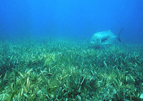 Healthy seagrass meadows prevent erosion on coasts, store carbon, and provide marine animals with food and habitat. (National Oceanic and Atmospheric Agency)
