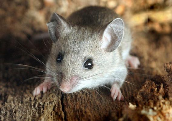 Deer mice and chipmunks were among the dominant small mammals in the study area and were mostly unaffected by the fuel reduction treatments. (Photo by David Cappaert, Michigan State University, Bugwood.org)