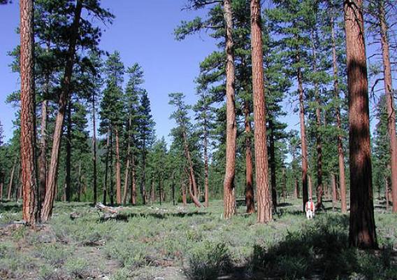 Covering millions of acres of forested lands in the West, the Ponderosa Pine can grow to heights of over 200 feet. (U.S. Forest Service Photo)