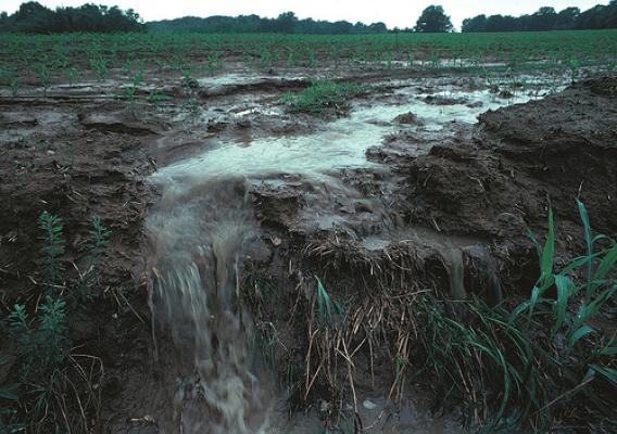 Betts, L. (2011). Iowa Field Erosion (pp. Topsoil as well as farm fertilizers and other potential pollutants run off unprotected farm fields when heavy rains occur.). Iowa: NRCS.