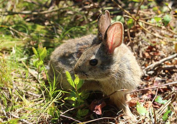 A New England cottontail is a candidate for listing under the Endangered Species Act. Photo by the U.S. Fish and Wildlife Service.