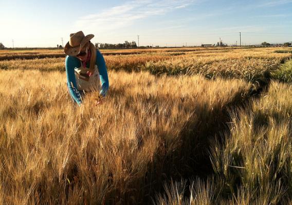 Brittany Hazard, a University of California-Davis doctoral student collecting samples from a wheat field