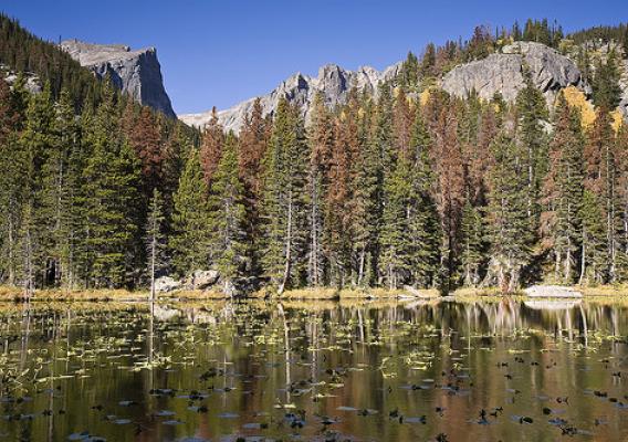 Mountain lake with pine beetle damaged forest