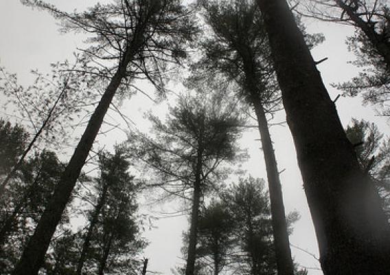 Large white pines