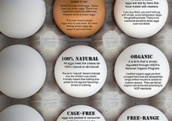 Certified Egg Facts infographic
