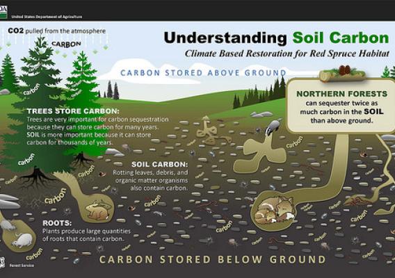 Understanding soil carbon graphic