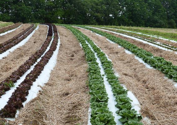 Soils protected from the impact of intense rainstorms by a layer of mulch between rows of lettuce growing at Harvest Valley Farm in Valencia, PA