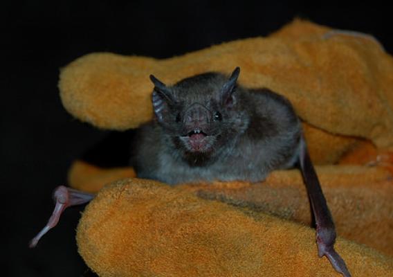A vampire bat in Mexico