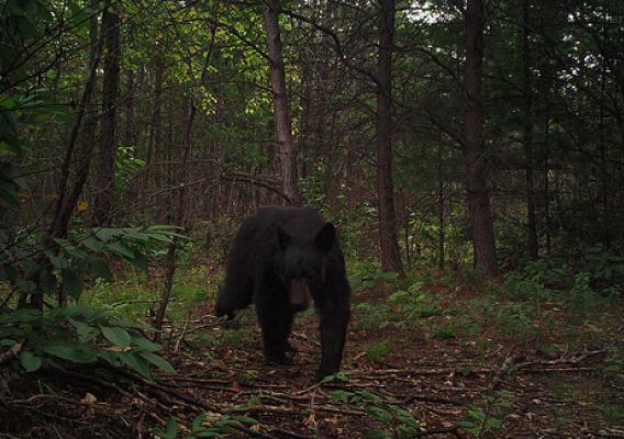 A young black bear in a forest