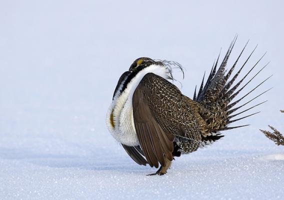 Sage grouse male