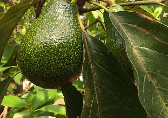 An avocado