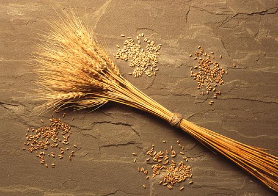 Different varieties of wheat