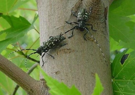 Two adult Asian longhorned beetles on a maple tree