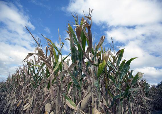 Corn in Iowa