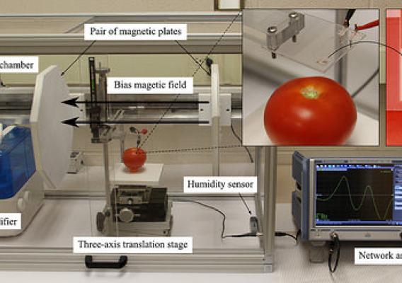 Measurement setup for direct pathogen detection on food