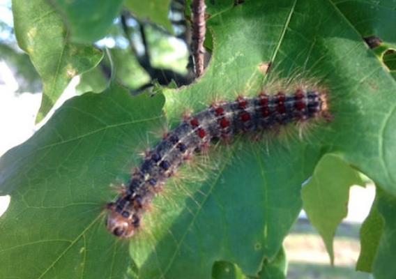 Gypsy moth caterpillar
