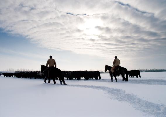 Cattle ranchers and their herds tough it out during the cold winter. (Photo Credit: Ryan T. Bell)