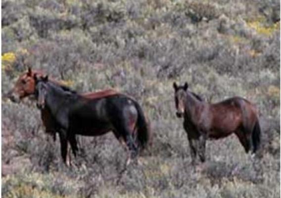 Wild horses roam the Jicarilla Territory on the Carson National Forest in New Mexico. Photo Credit:  Forest Service photo 