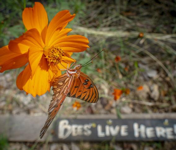 marigold flower