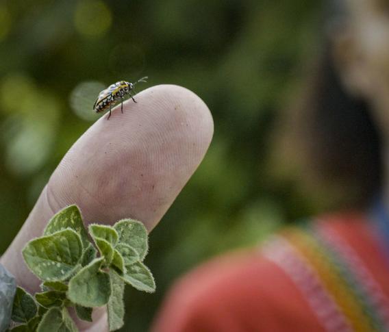 insect on a finger