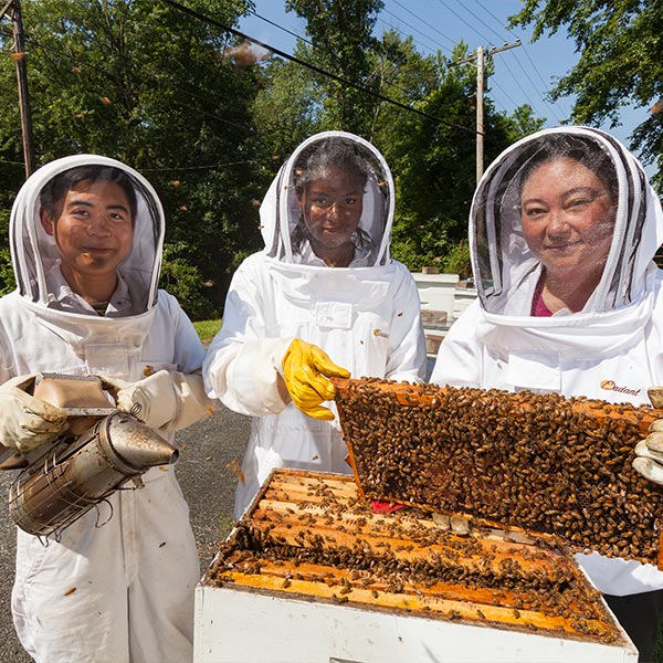 USDA bee besearchers