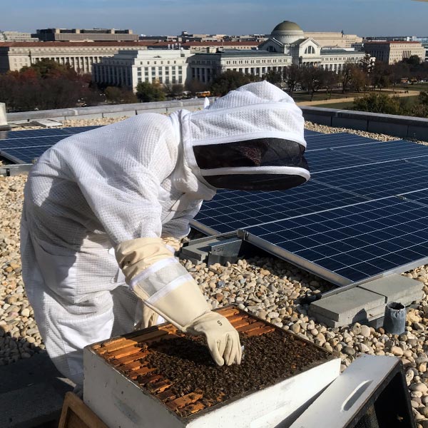 USDA rooftop hive