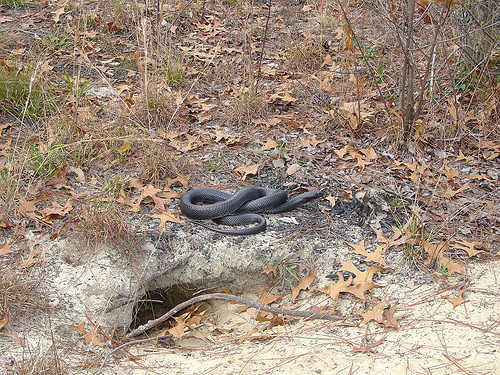 Alabama: Eastern indigo snake found in the state for just the