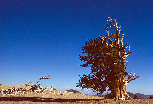 Methuselah, a Bristlecone Pine is Thought to be the Oldest Living Organism  on Earth | USDA