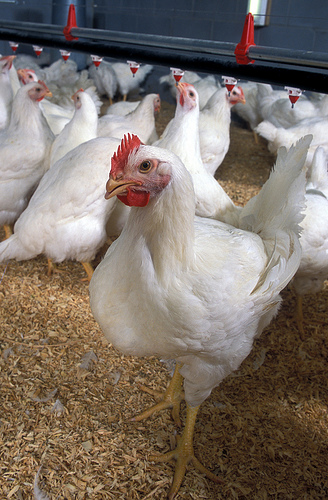 Poultry Classifications Get a 21st Century Upgrade | USDA