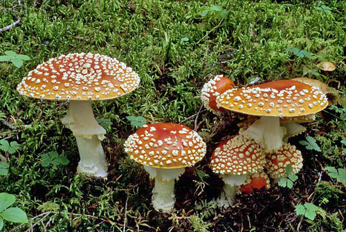 Alaskan Forest Sprout Array of Interesting Mushrooms | USDA